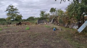 Высадили саженцы. Жизнь станичная на пенсии.