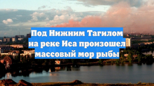 Под Нижним Тагилом на реке Иса произошел массовый мор рыбы