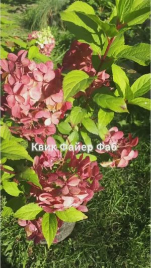 Осенняя обрезка метельчатой гортензии. Сорт Квик Файер Фаб.