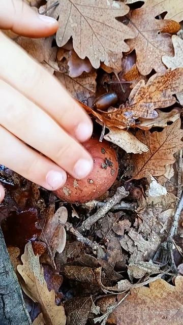 Необычные формы лесных обитателей