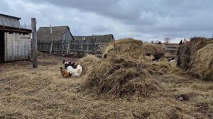наверное мне скучно,решили меня повеселить/ на улице тепло
