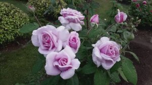 Новые розы (первогодки) в саду 2025   часть 3