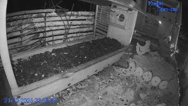 🔴24/7 Кормушка в лесу онлайн "Кафе Лесное" #Relaxing #природа #звуки леса #октябрь смотреть онлайн