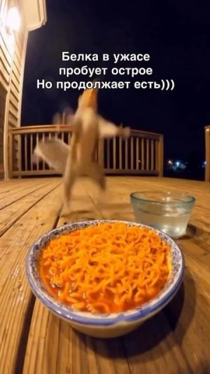белка и острый рамен 🤣🤣🤣🤣