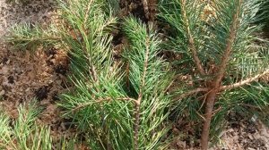 Накрываем грядку с чесноком еловым лапником.