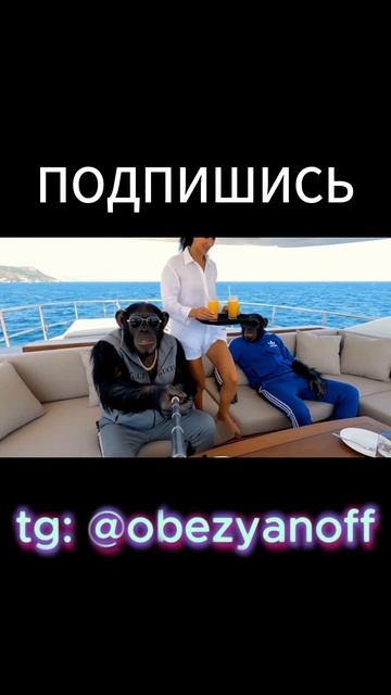 Прекрасный сон Братьев Обезьяновых