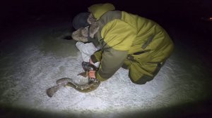 Рыбалка на Енисее. Первый лёд. Утренний клёв.