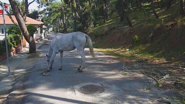 Лошадь на Принцевых островах (Стамбул, Турция). смотреть онлайн