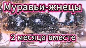 Жизнь муравьёв-жнецов: отчёт через 2 месяца