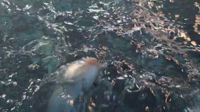 форел ест из рук