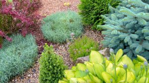 Спутники хвойных растений. Гармоничное партнерство, дополняющее достоинства друг друга.