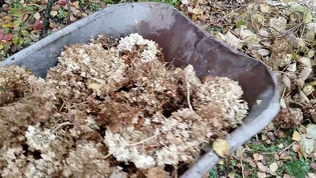 Укрываю Клематисы на зиму, октябрь 2025 смотреть онлайн