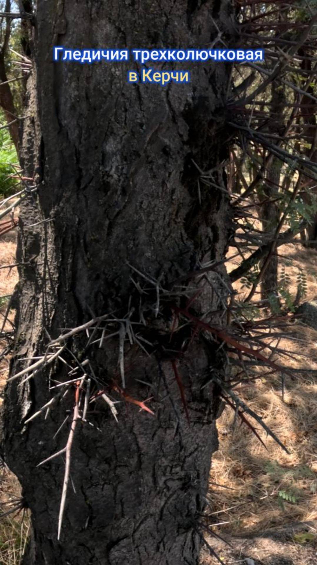 Гледичия трёхколючковая  ( обыкновенная ) в Керчи