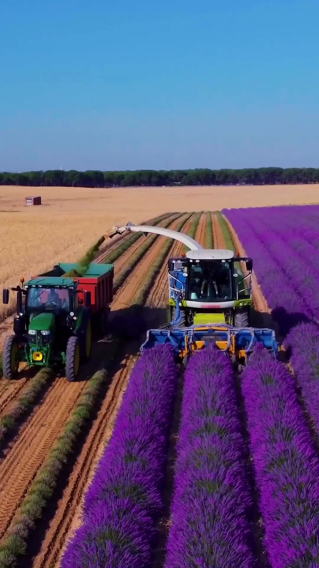 В Провансе до XIX века лаванда произрастала в горах, а массовое культивирование началось в XVIII ... смотреть онлайн