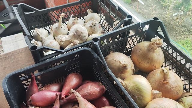 Лук Эксибишен, Белый Принц, Шаман. смотреть онлайн