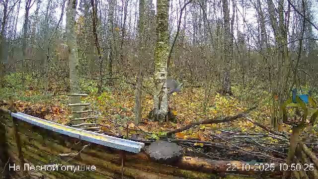 🍂ОКТЯБРЬ в ЛЕСУ онлайн #Relaxing #природа #звуки леса #птицы #погода🍁 смотреть онлайн