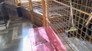 Посмотрите, с КАКИМ НАСЛАЖДЕНИЕМ Финик есть манго ЭТО ЧТО-ТО!