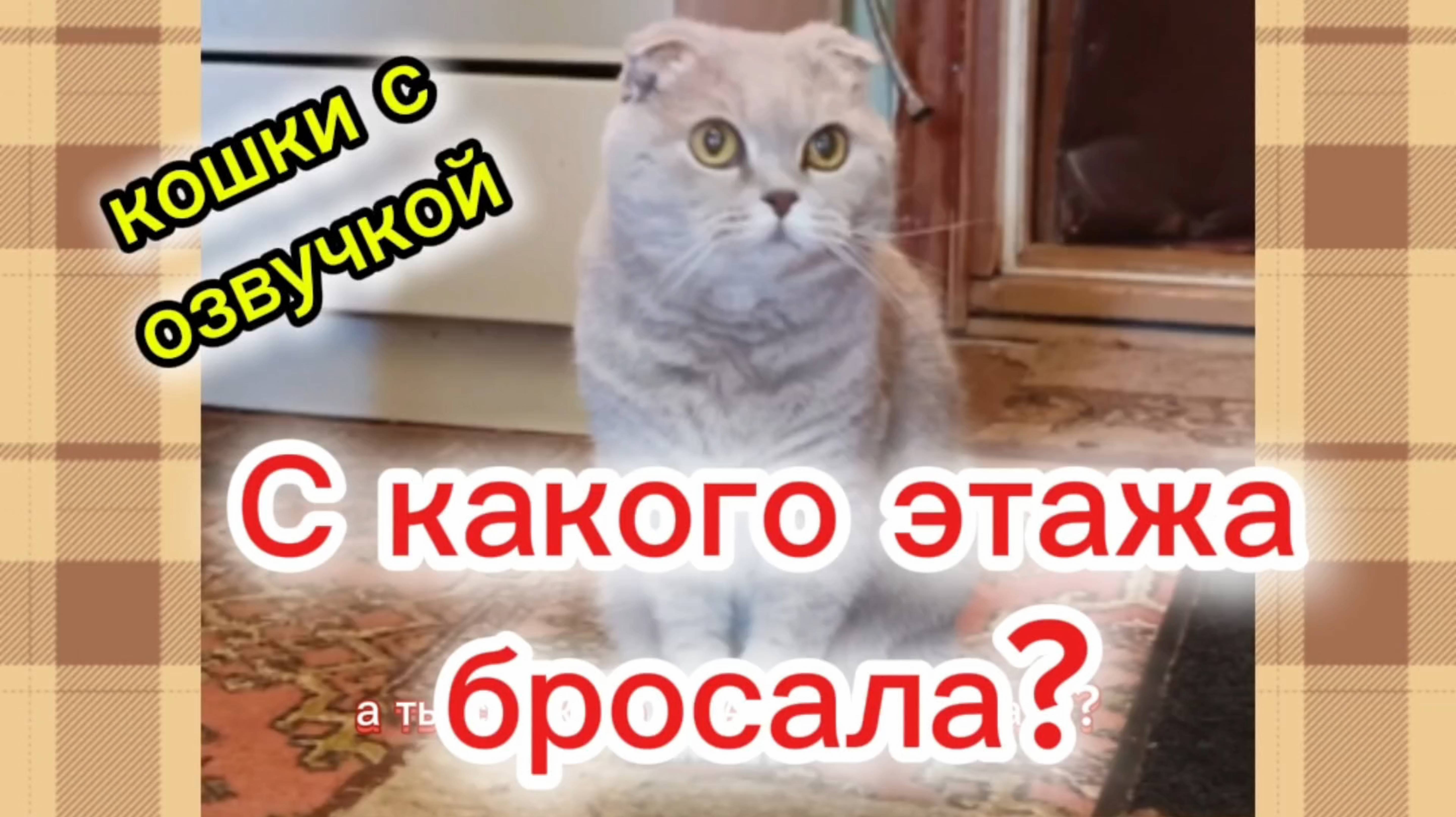 Кошки с озвучкой смотреть онлайн