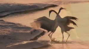 ПРЕМЬЕРА 2025 ! - СОВЕТ СЕДОГО ЧАРОДЕЯ - МУДРАЯ ЖИЗНЕННАЯ ПЕСНЯ, ПОСЛУШАЙТЕ ! 🕊️♥️