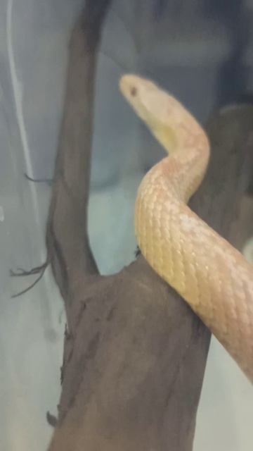 Карамелька и палочка. 21 октября 2025 г. смотреть онлайн