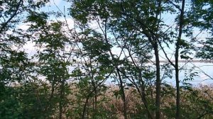 Пейзаж, снятый через заросли деревьев.