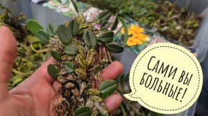 Нашла орхидейную копошилку на Рептилиуме! Иван из @online-greenhouse помог набрать добра у Лиена