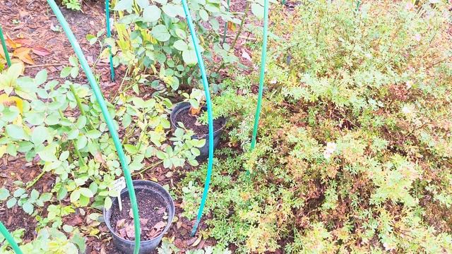 Результат мульчирования цветника опилками. смотреть онлайн