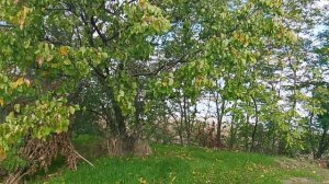 Лесистый склон холма . На заднем плане расположены деревья и кустарники.