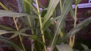 Севооборот противоречит законам природы.