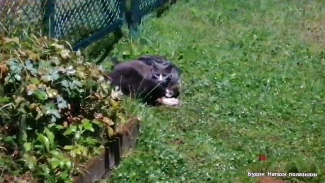 Беспризорные котики на даче! Рады покушать!