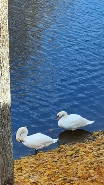 Лебеди прихорашиваются. смотреть онлайн