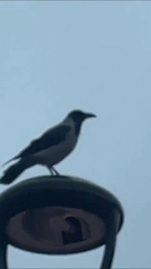 топ прикол-чек