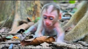 Макашонок шагает из позы лёжа на широко расставленных лапках    1000038879.mp4