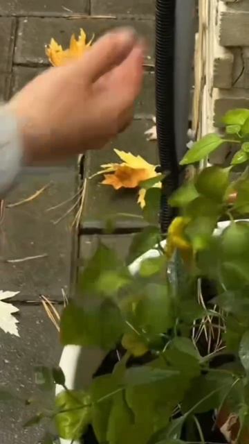 ВСЕ В САД! Да, в тот самый ✨ смотреть онлайн