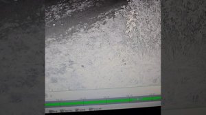 Пришла лисав гости.