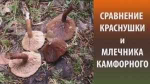 Сравнение Краснушки и Млечника камфорного.