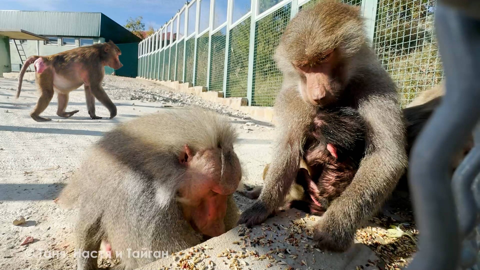 Дед защищает своего Октябритто! Ждем от Донны Розы малыша? Габриэлла провоцирует Истериту!