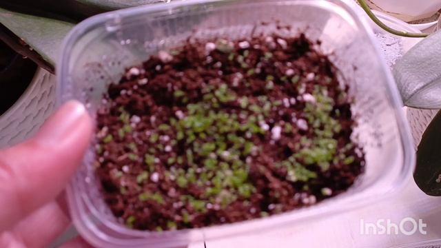 Обзор на сеянцы глоксиний и смитиант ☺🌷🌱🌱небольшая пересадка смотреть онлайн