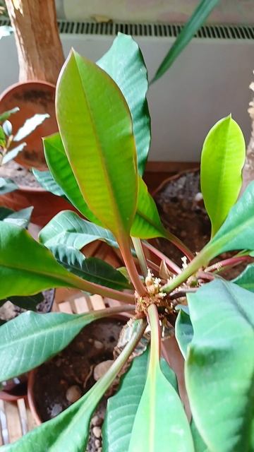 Молочай беложилковый: неприхотливый оберег и зеленый целитель на вашем подоконнике. Октябрь 2025.