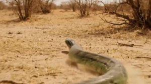 Жизнь миллионы лет назад.  Первобытные люди. Неандертальцы