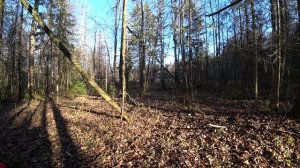 Лес,и грибы в конце октября. 22 окт 2025