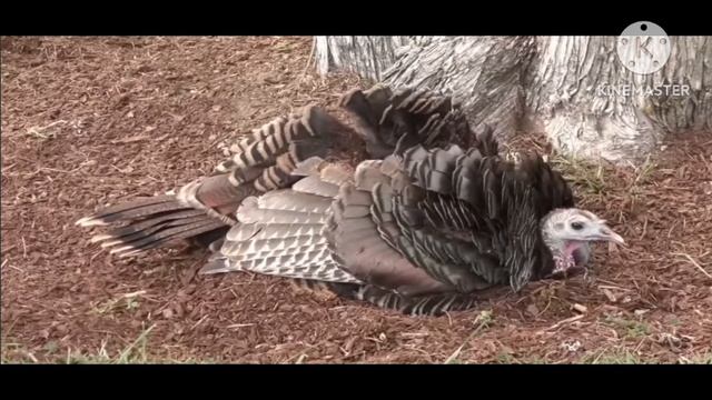 мы родились в Сибири//новые хотелки, поборы не за горами//обзор канала смотреть онлайн
