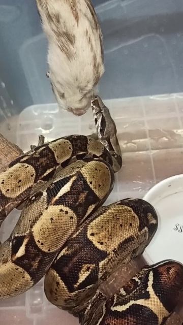 Кормление удава Ноники. 19 октября 2025 г. смотреть онлайн