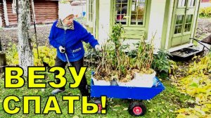 Где будут зимовать Гортензии в кашпо_ Как подготовить гортензии в кашпо к зиме_