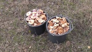 Сбор грибов 2025 в Крыму, однобочка