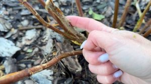 Осенняя обрезка гортензии древовидной! Обрезка гортензии на штамбе!