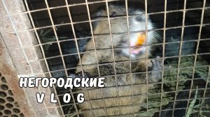 Навёл порядок под клетками, но не до конца... Навоз - в огород! 19.10.25