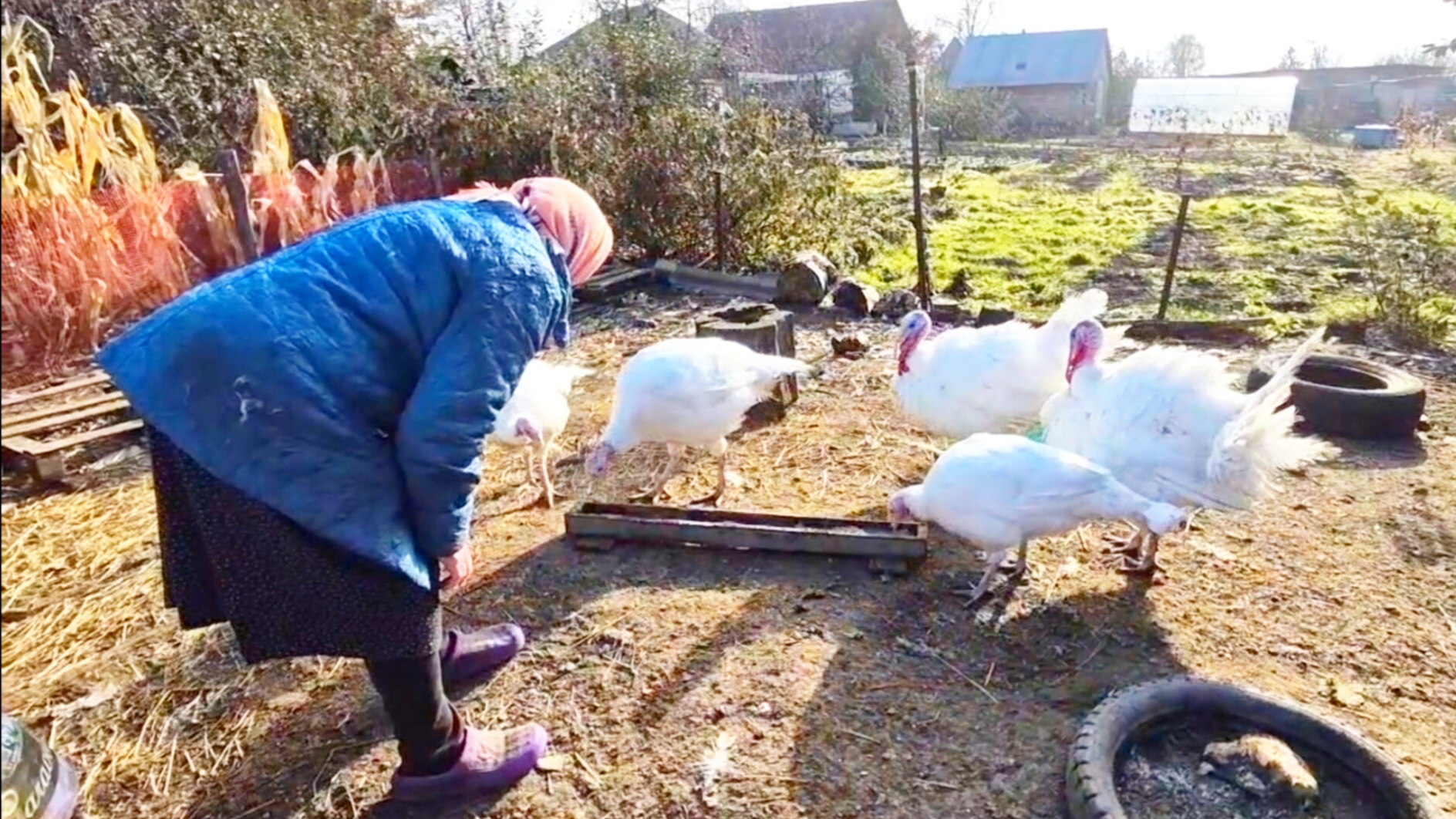 Жизнь простой семьи на Алтае,Расклевали до крови,и что делать с ним?продала смотреть онлайн