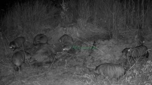 SEELOCK S308W #17 / Енотовидные собаки