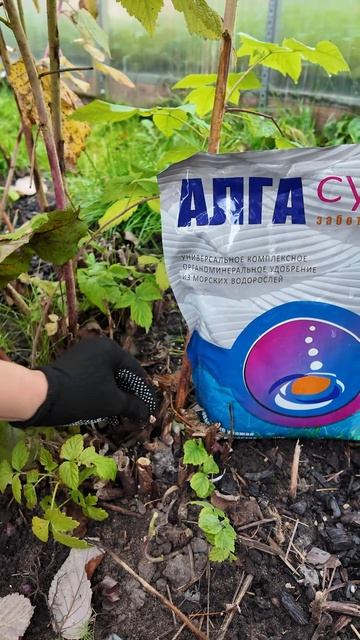 ОБРЕЗКА МАЛИНЫ РЕМОНТАНТНОЙ ОСЕНЬЮ - НЕ ЖАЛЕЕМ, ПОД КОРЕНЬ! смотреть онлайн